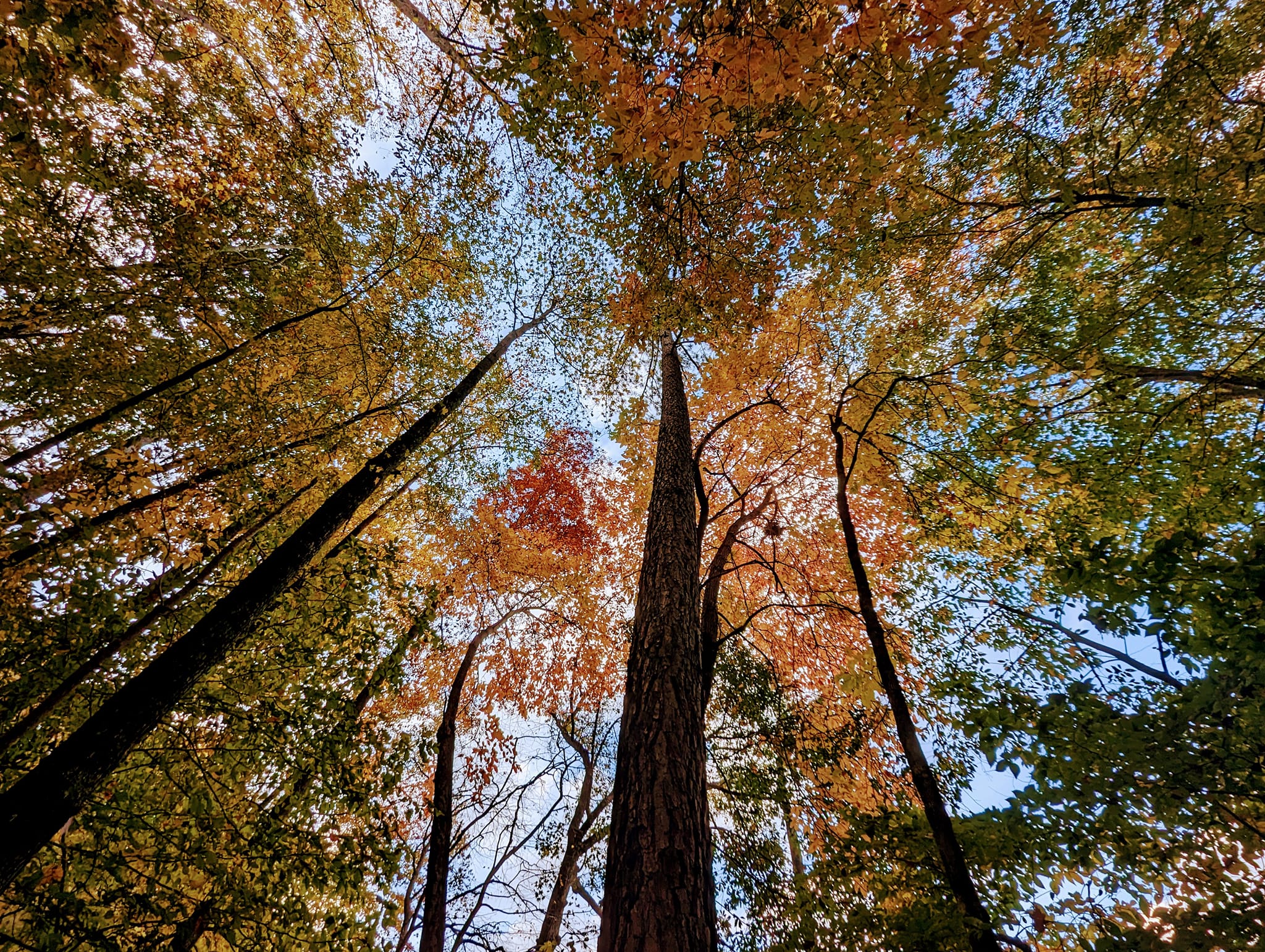 Dogs Off Leash on Silver Lake Trails